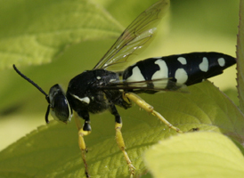Horse Guard Wasp